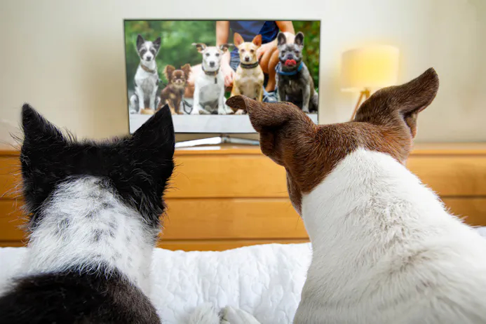 Honden die tv kijken
