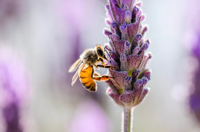 Bij op lavendel