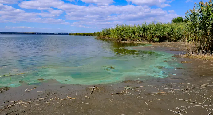 Blauwalg in een meer