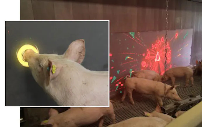 Pig Chase: Gamen met echte varkens-16431519