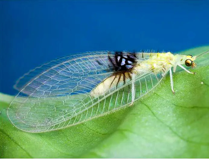 Nieuw insect ontdekt via Flickr-16477451