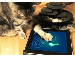 Katten spelen spelletjes op iPad [VIDEO]