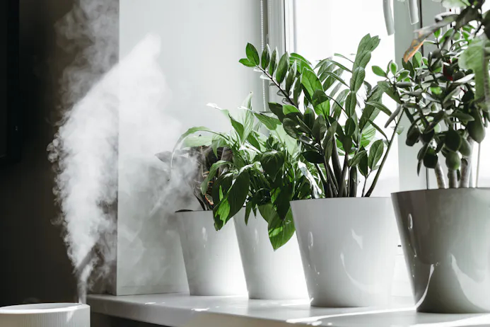 Luchtbevochtiger en planten