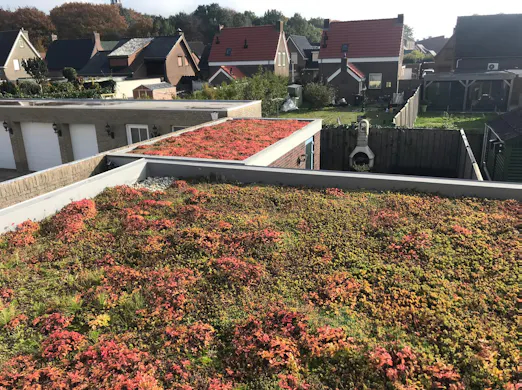 Een rood-groen sedum-dak op het platte dak van een schuur.