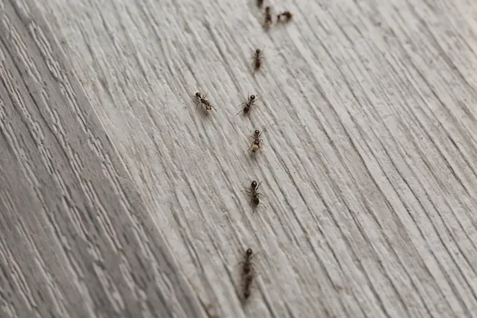 Mieren op vloer