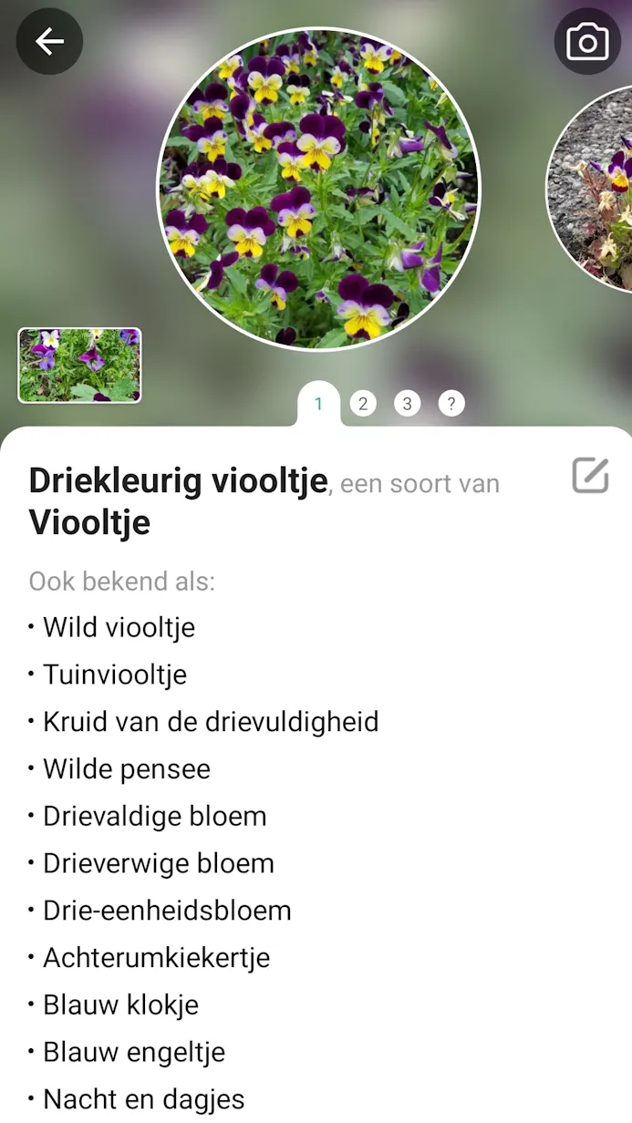 PictureThis app omgeving met uitleg over het driekleurig viooltje
