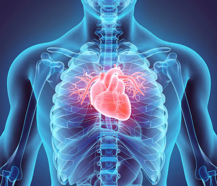 Doorkijkje röntgen menselijk hart