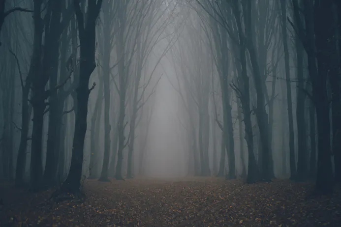 Herfst + mist = prachtige foto's in het bos (en zo maak je ze)-24880988